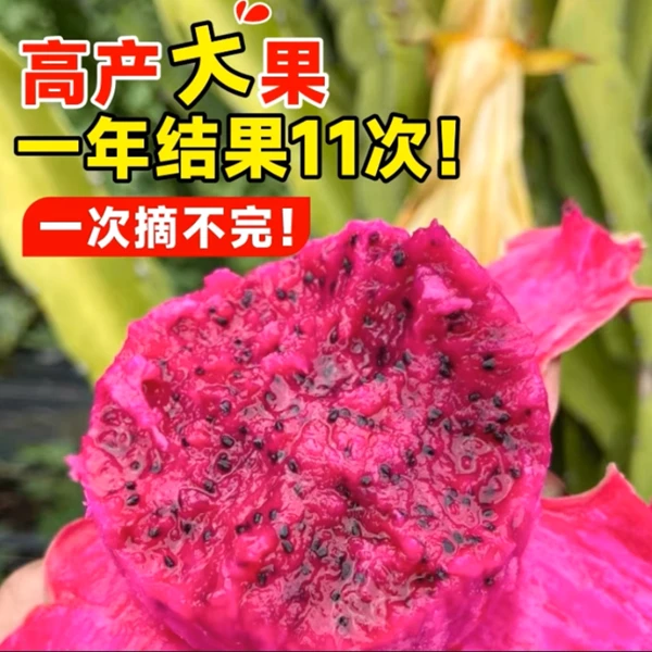 基地发货燕窝火龙果苗果黄皮红肉火龙果树苗黄心果苗盆栽四季结果