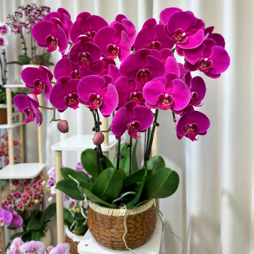 蝴蝶兰【大辣椒】广东源头基地直发带花带花苞发货