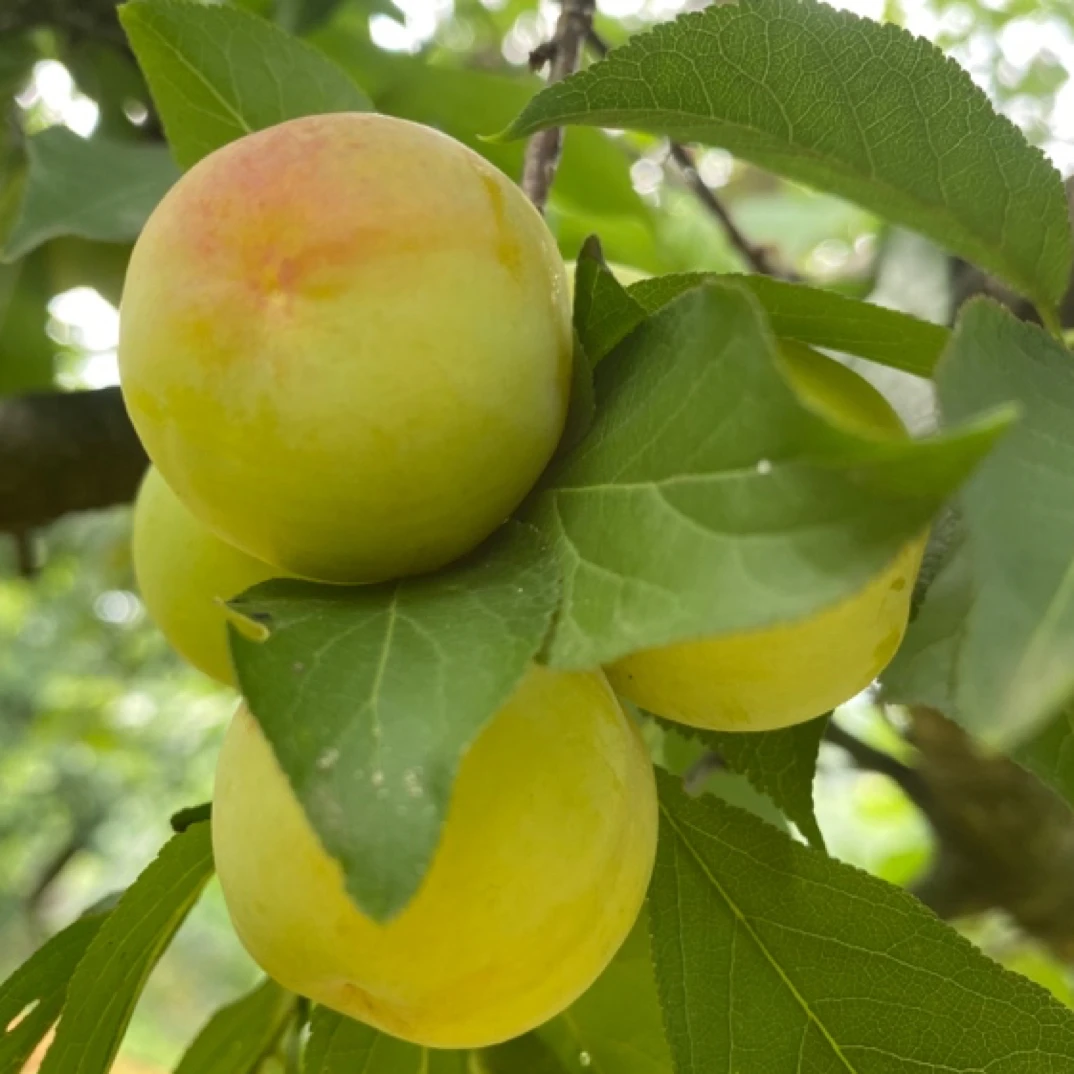 （京东快递）青李3/5/10斤酸脆爽口三月李孕妇爱吃，纸箱＋泡沫箱装