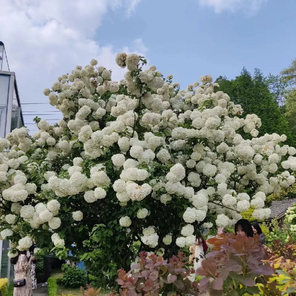 直播拍，中华木绣球自产自销阳台庭院绿植花木园艺