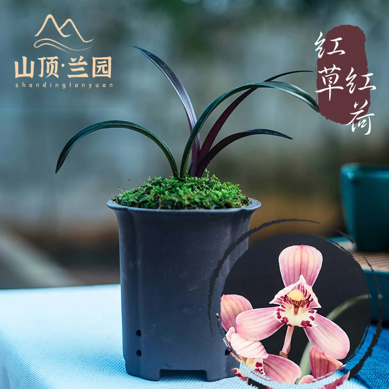 建兰~红草红荷~高10-16公分4苗(带培育盆发货喜欢高大型勿拍)