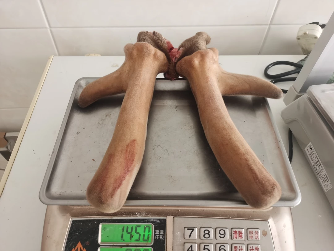 吉林省  鹿乡  鲜鹿茸