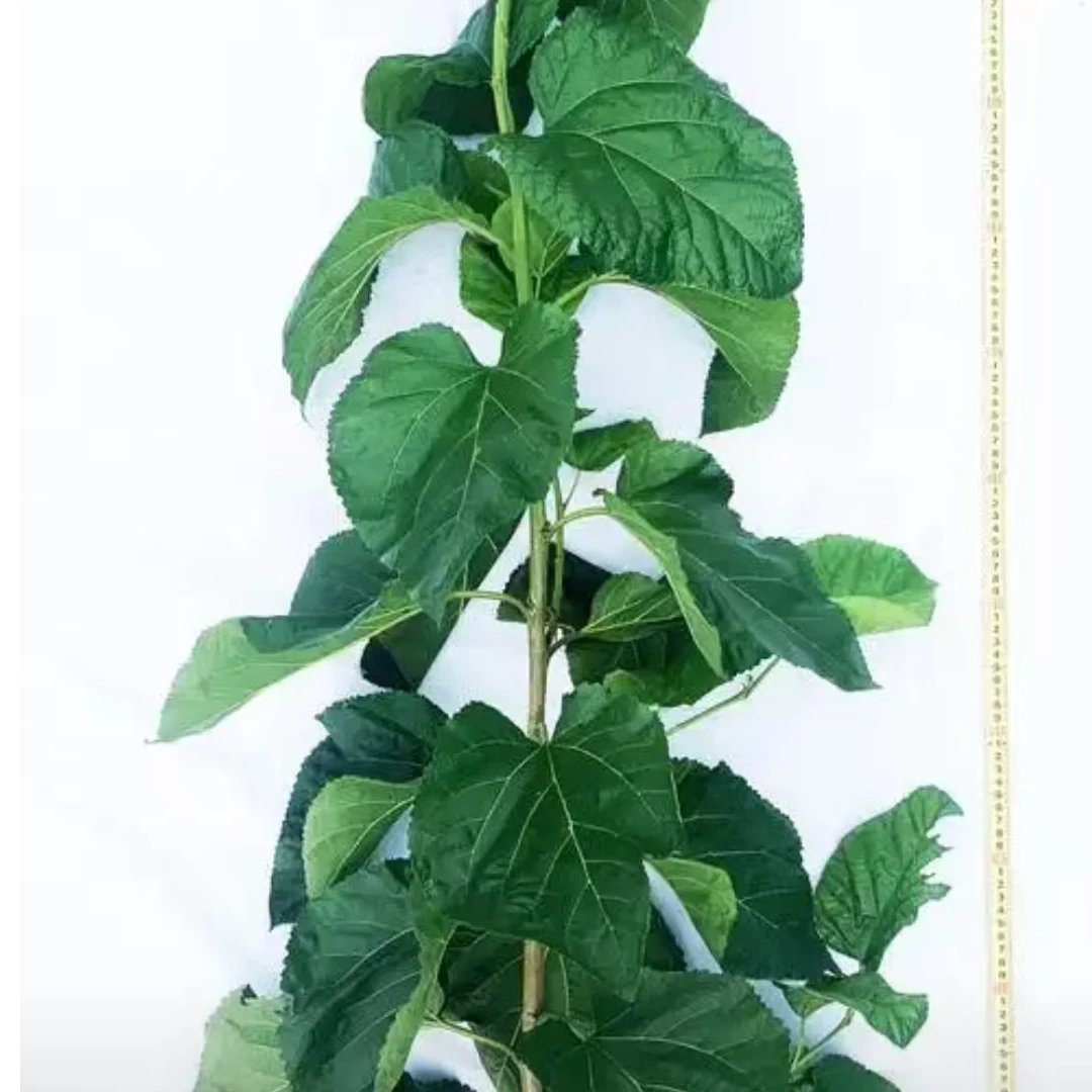 桂花地栽盆栽一物一选脱盆发货