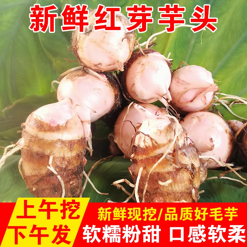 金华新鲜现挖红芽芋头仔红嘴小毛奶芋头香芋艿软粘粉糯自种蔬菜