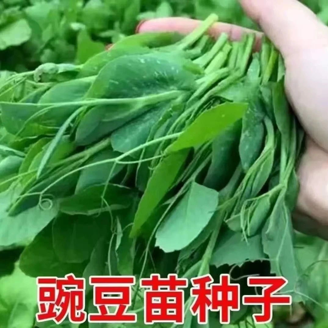 【满5包包邮】豌豆苗种子蔬菜种子