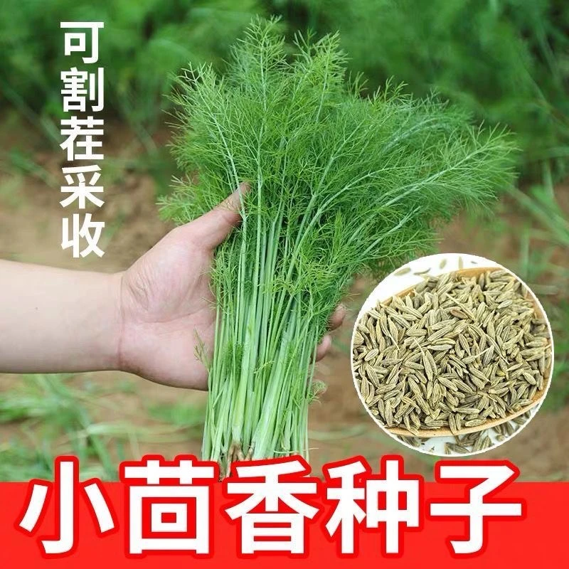 【满5包包邮】正宗割茬小茴香种子小茴香菜阳台种植四季种盆栽种子