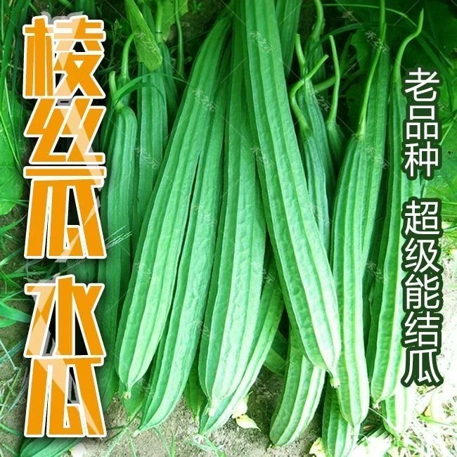 【满5包包邮】长棱丝瓜种子四季可种耐寒生吃高营养蔬菜种子盆栽