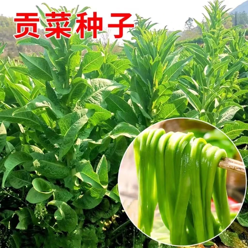 【满5包包邮】宫廷贡菜种子四季可种高营养蔬菜种子盆栽
