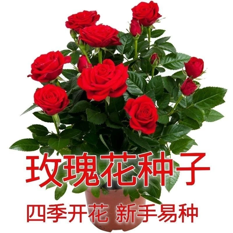 【花种子】玫瑰花种子耐高温耐湿阳台盆栽