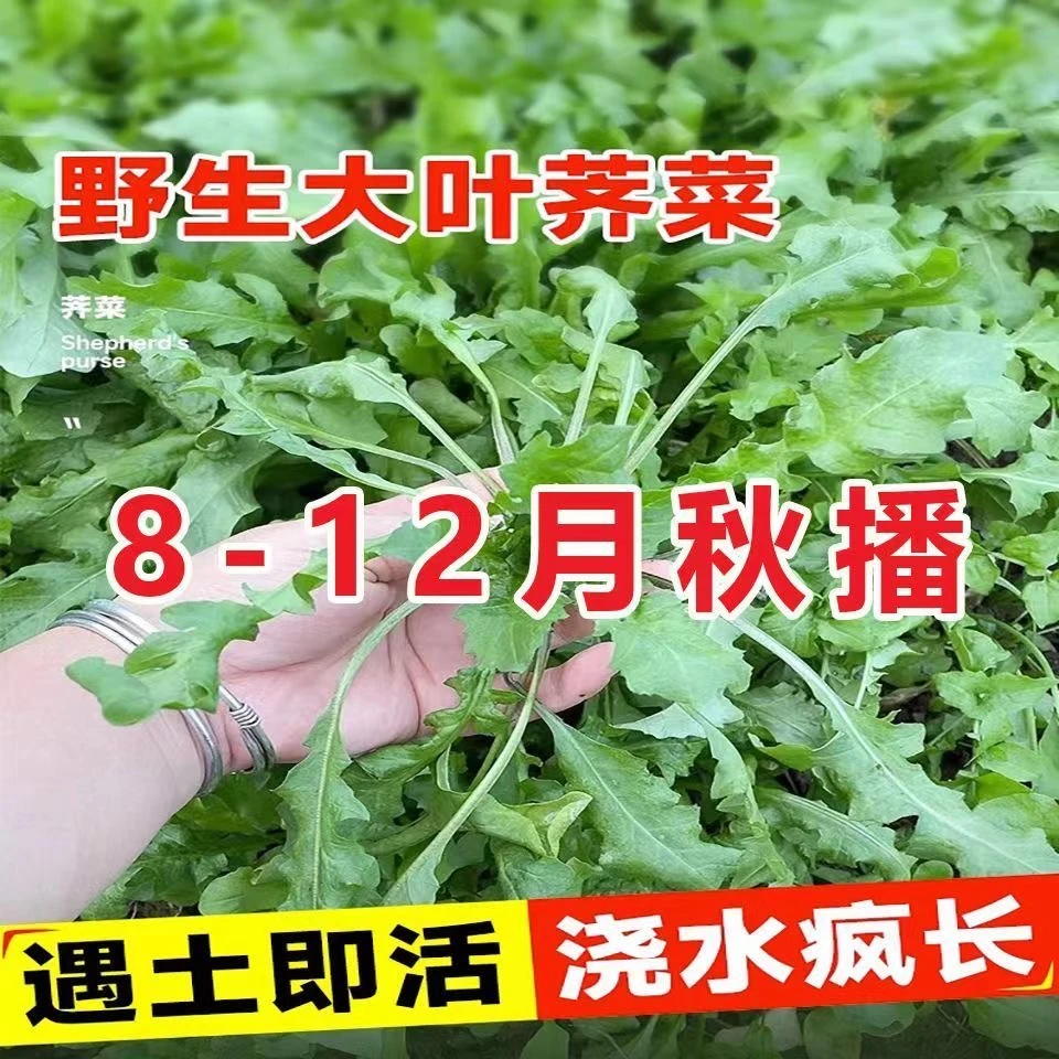 【满5包包邮】野生荠荠菜种子四季可种高营养蔬菜种子盆栽
