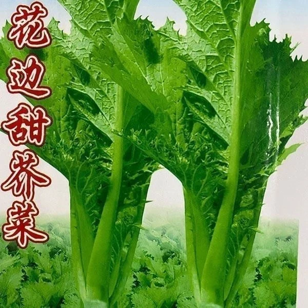 【满5包包邮】花边芥菜种子蔬菜种子