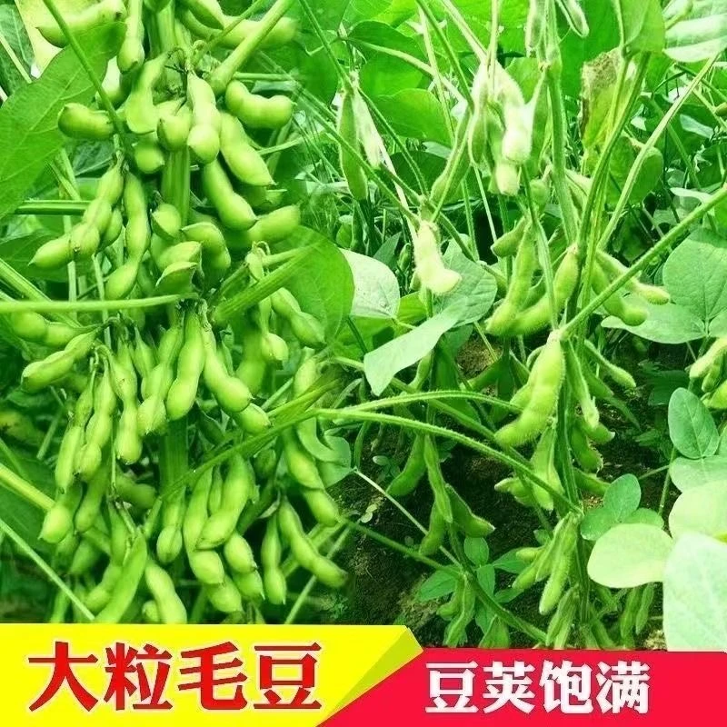 【满5包包邮】毛豆种子