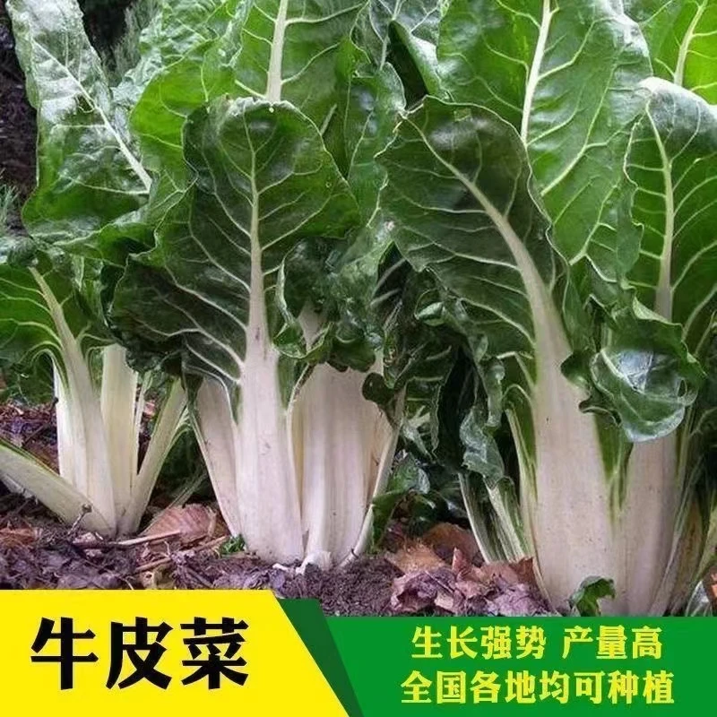 【满5包包邮】牛皮菜根达菜种子耐高温耐湿阳台盆栽