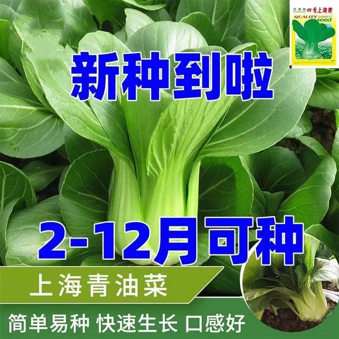 【满5包包邮】上海青种子蔬菜种子