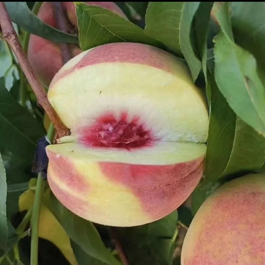 广西特产桃子毛桃新鲜口感