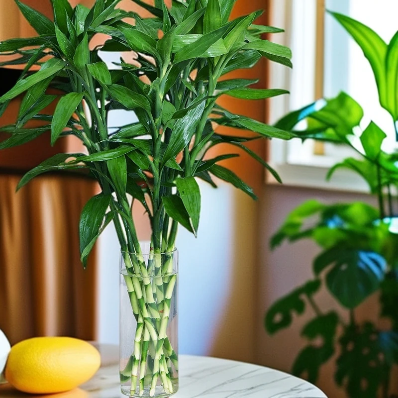 富贵竹植物水养客厅大绿萝盆栽花瓶室内花卉水竹大翠绿节节高