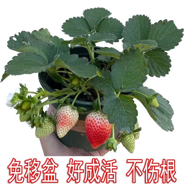 【免移盆】新手加仑盆草莓苗原盆原土奶油红颜越秀宁玉室内室外种植