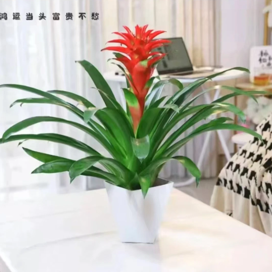 鸿运当头盆栽大红星室内前台好养办公室客厅绿植花卉年宵