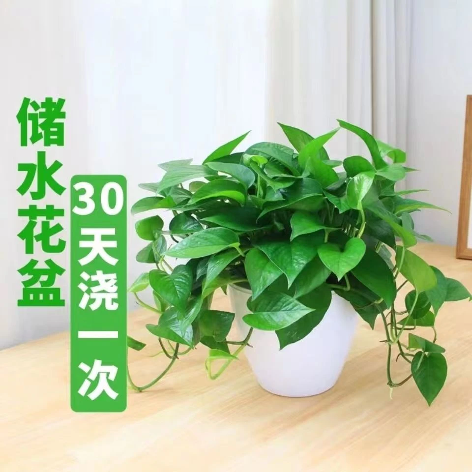 绿萝盆栽水培室内吸甲醛净化空气长藤大叶绿萝恐龙蛋水培景观绿植
