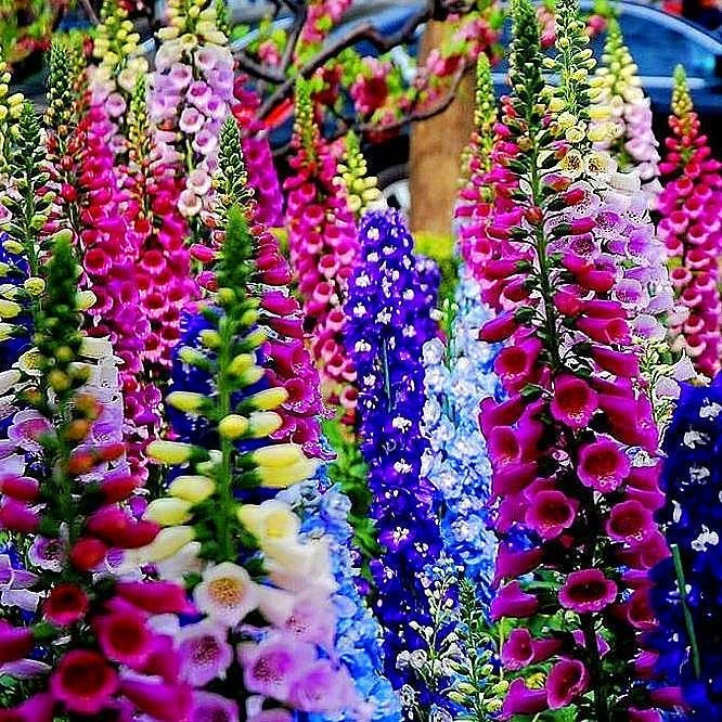 庭院花卉植物四季种子花子大花飞燕草室外花草易活花海花籽绿化秋