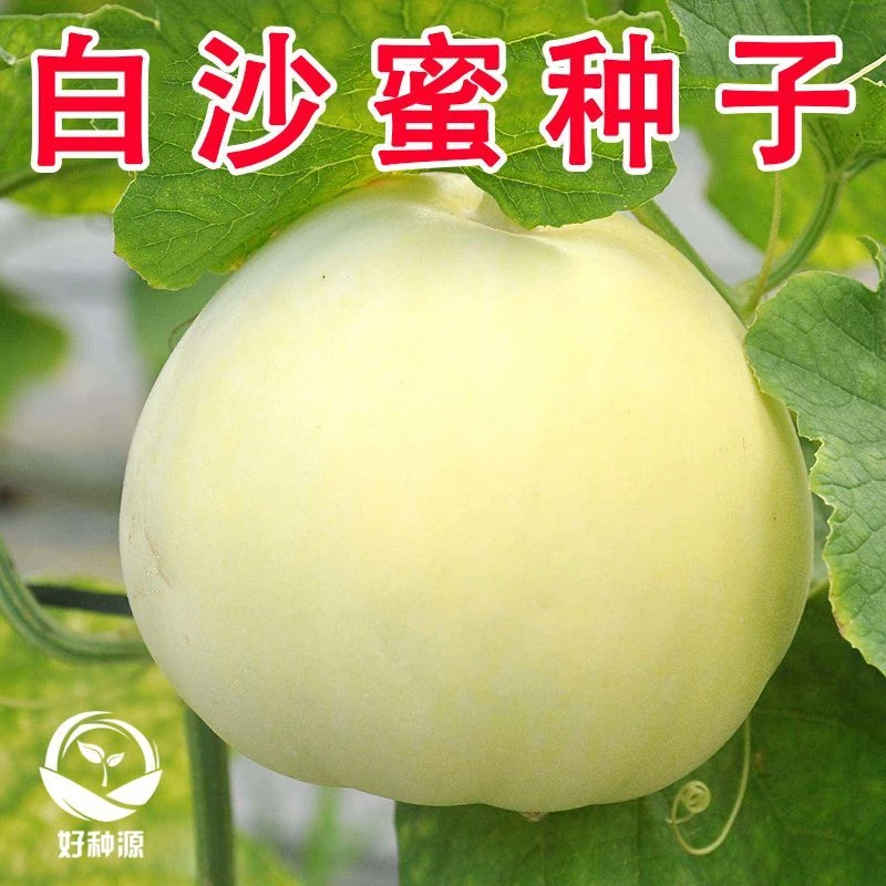 白沙蜜甜瓜种籽大果春秋季高产薄皮特大白皮香瓜种子四季水果种孑