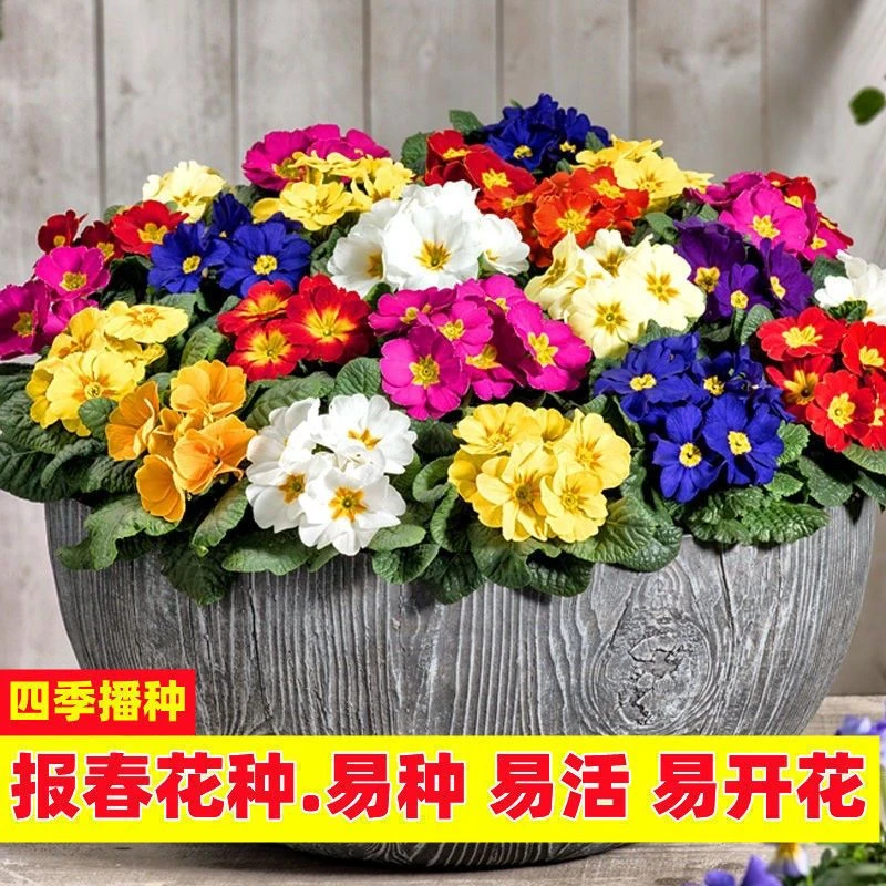 报春花种子四季易活花籽樱草花卉花种子耐寒盆栽庭院室外花种籽子