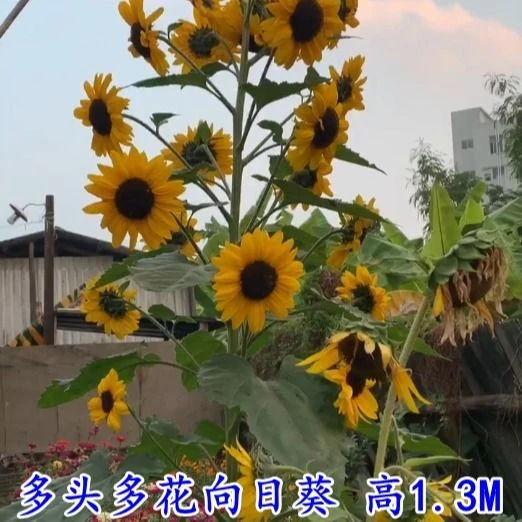 网红向日葵种子盆栽矮杆花店鲜切花食用葵花籽观赏榨油葵多头单头