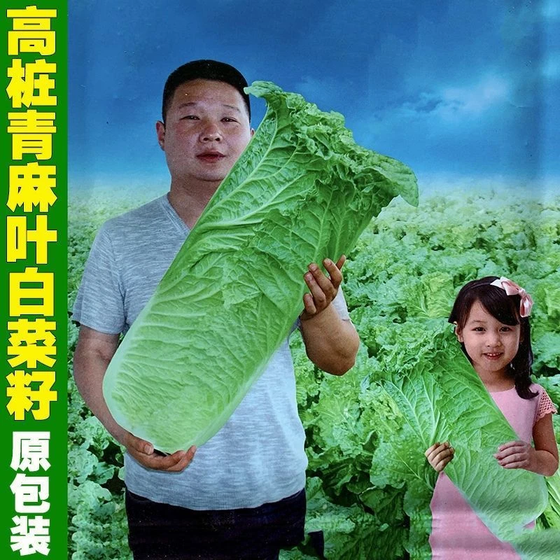 110天甜脆青大白菜种籽青口白高桩青麻叶高产春夏秋冬蔬菜种子孑