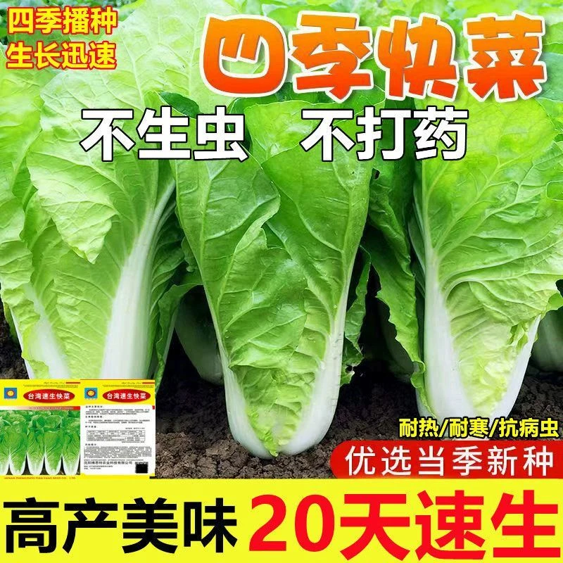 20天速生四季快菜种子耐热菜耐高温小白菜菜种子蔬菜种子