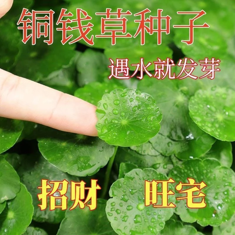 四季盆栽水培铜钱草种子室内趣味心形草金钱草籽防辐射绿植马蹄金