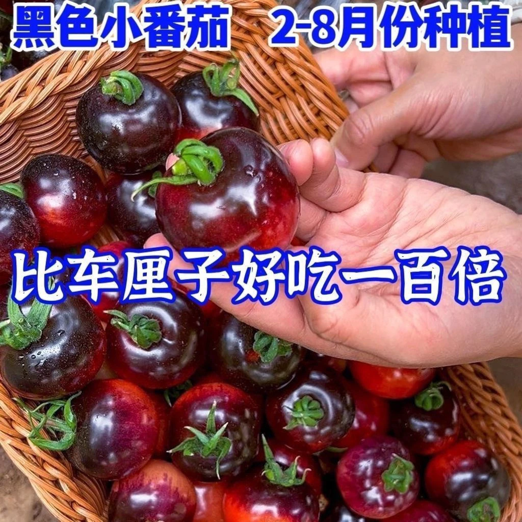 黑珍珠樱桃小番茄种黑色小西红柿生吃甜脆多汁好吃农家自种小番茄