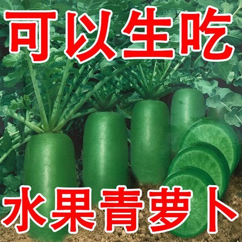 冰糖水果萝卜种子生吃脆甜农家蔬菜种孑四季播种阳盆栽绿萝卜种籽