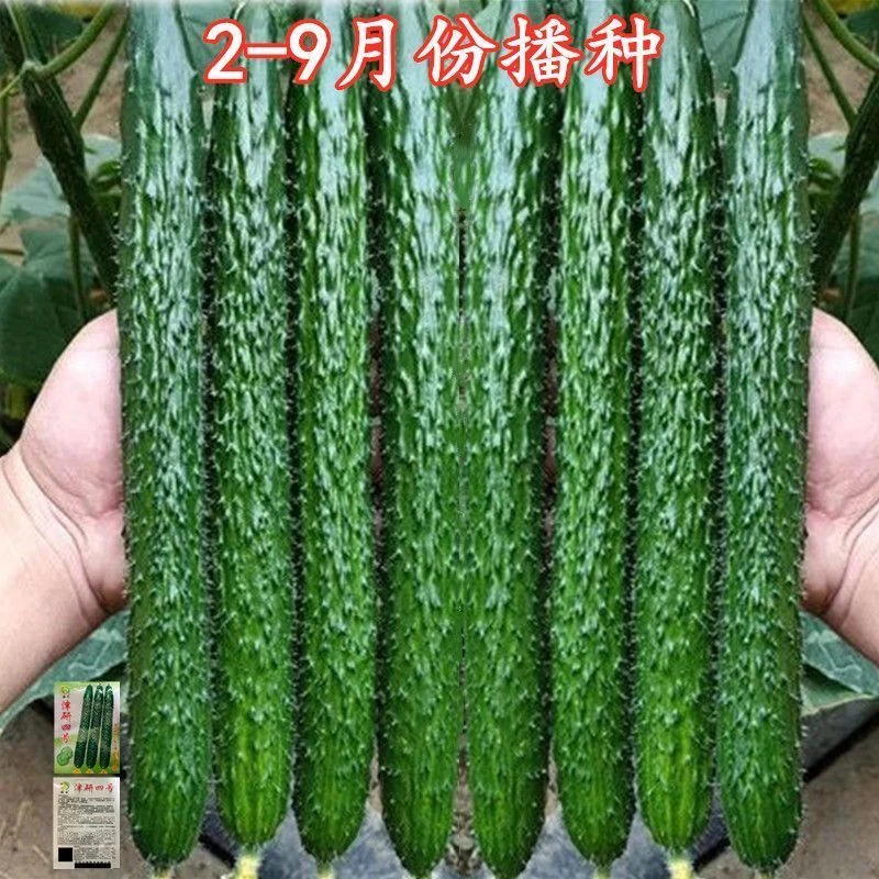 黄瓜种子津研四号绿瓤心肉水果青瓜春秋四季阳台盆栽高产蔬菜种子