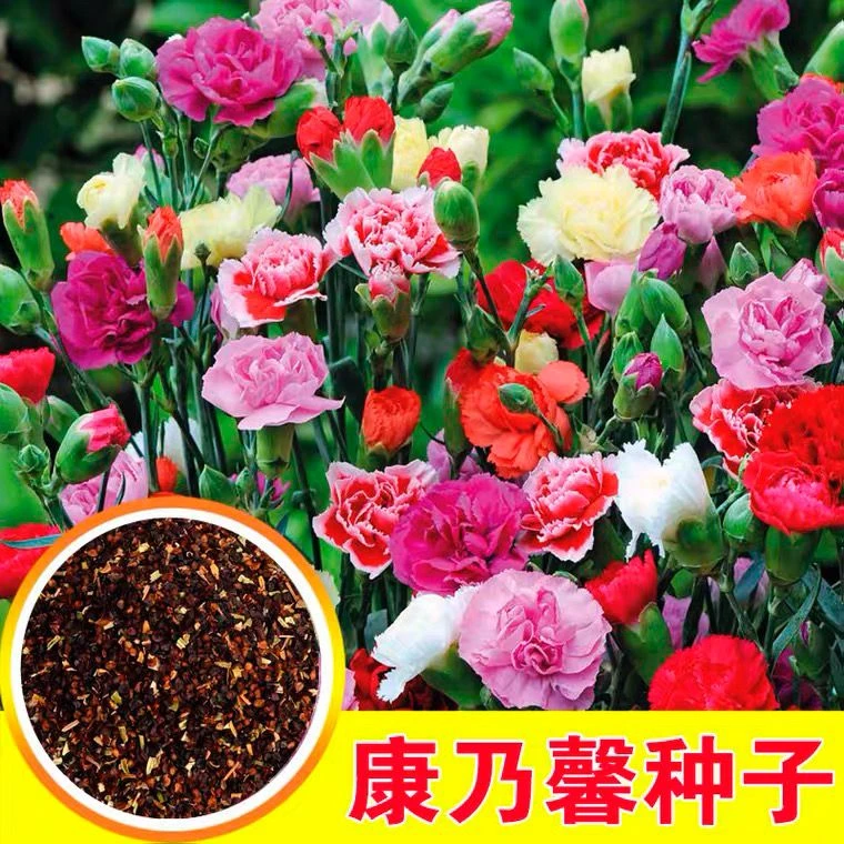 四季开花康乃馨花种子庭院盆栽园林造景花卉种子阳台室内外花种籽