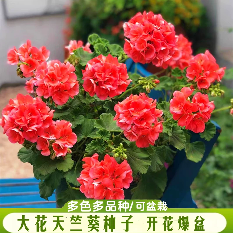 大花重瓣天竺葵四季开花超值组合花卉盆栽庭院阳台懒人植物易养活