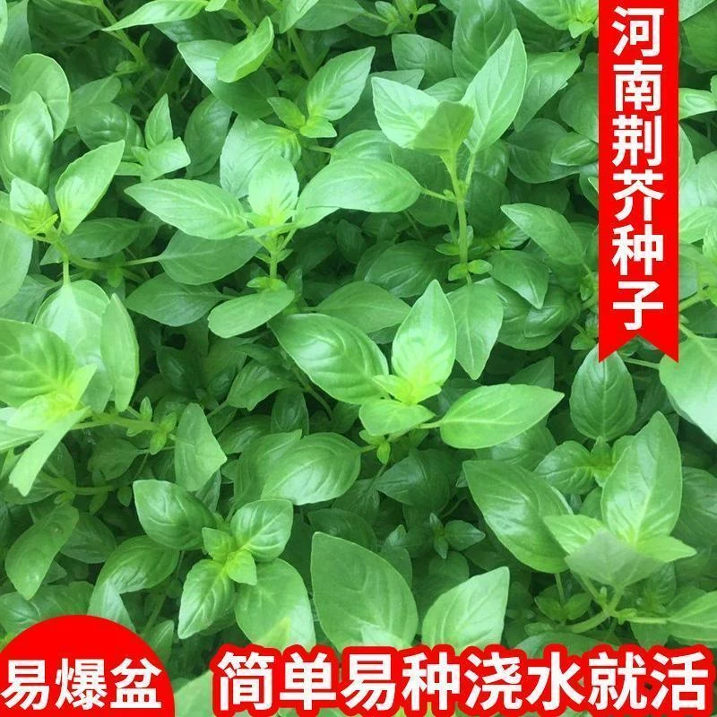大叶荆芥种子河南荆芥种子耐热抗病荆芥种子天然营养四季播菜种子