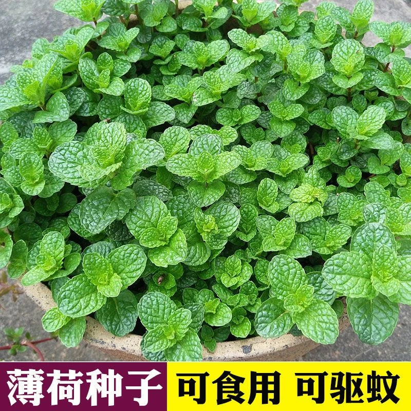 薄荷种子柠檬薄荷提神食用四季播种盆栽室内驱蚊植物易活花卉种籽