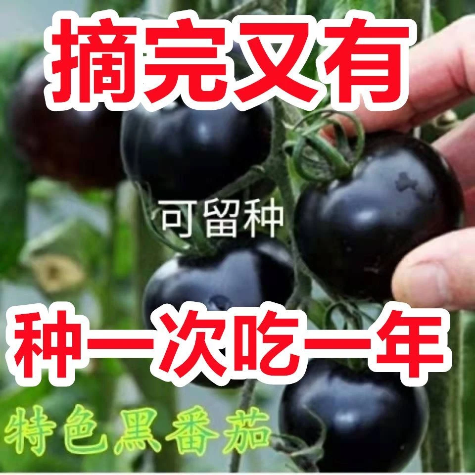 新品黑色小番茄种子高产小西红柿四季播圣女果季盆栽阳台水果种孖