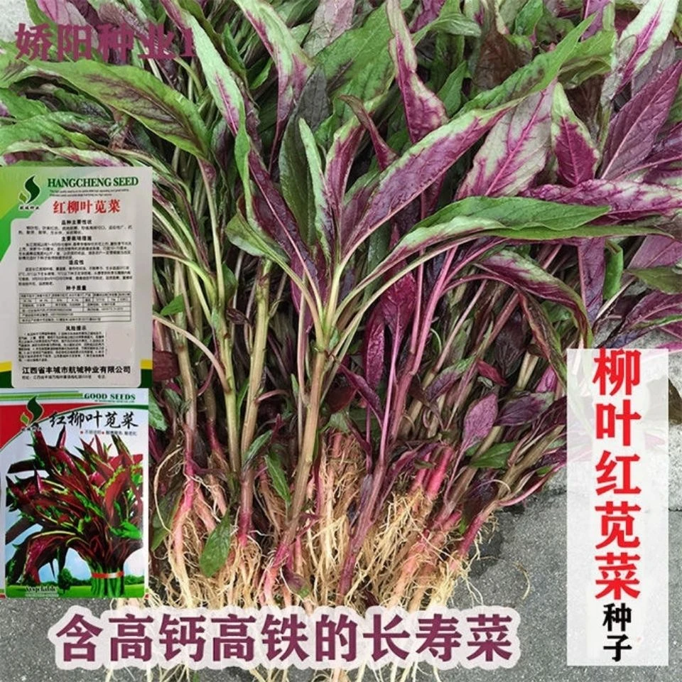 苋菜种子红苋菜汉菜四季柳叶大叶农家四季大田阳台蔬菜种子