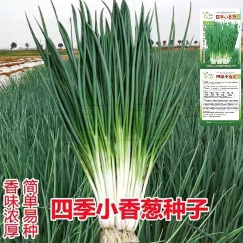小香葱籽种子四季易种小葱种子阳台室内盆栽葱种子批发家庭菜种子