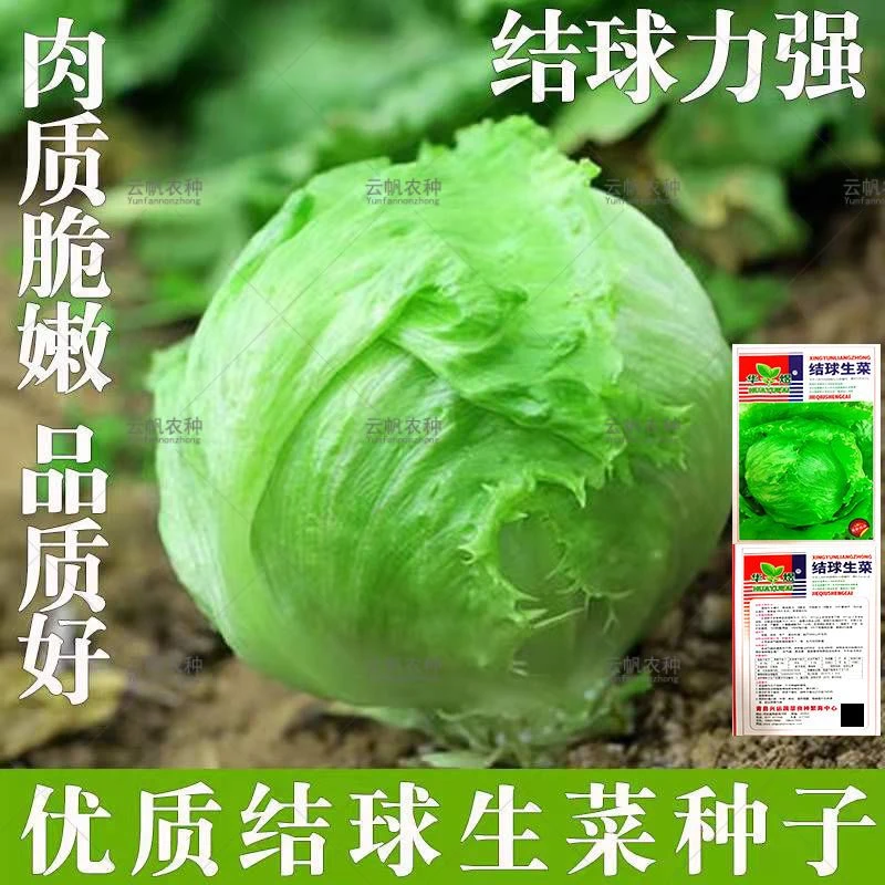 生菜种子结球生菜四季播种包心生菜种籽生吃沙拉生菜球形蔬菜