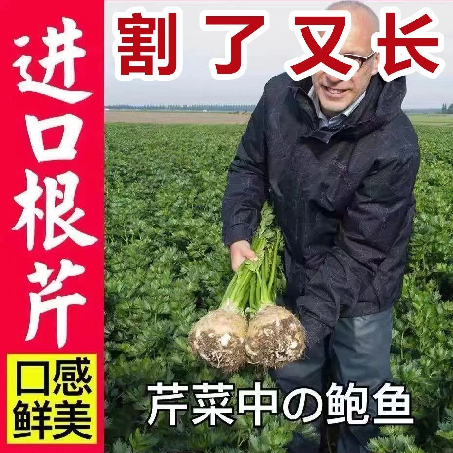 【今年新种】四季地中海根芹种子根芹菜种籽芹菜种子秋季蔬菜种子