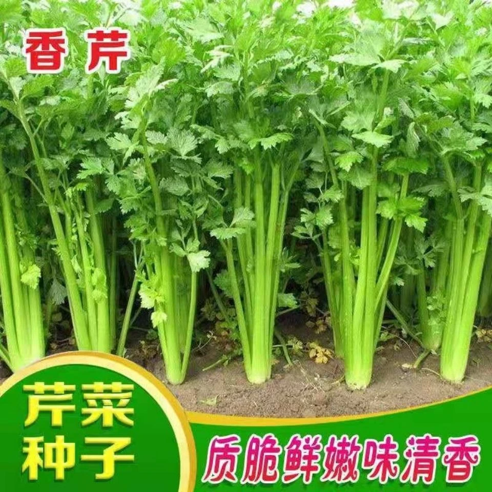 四季小香芹种子实心细梗芹菜种子家庭庭院阳台种植蔬菜种子大全