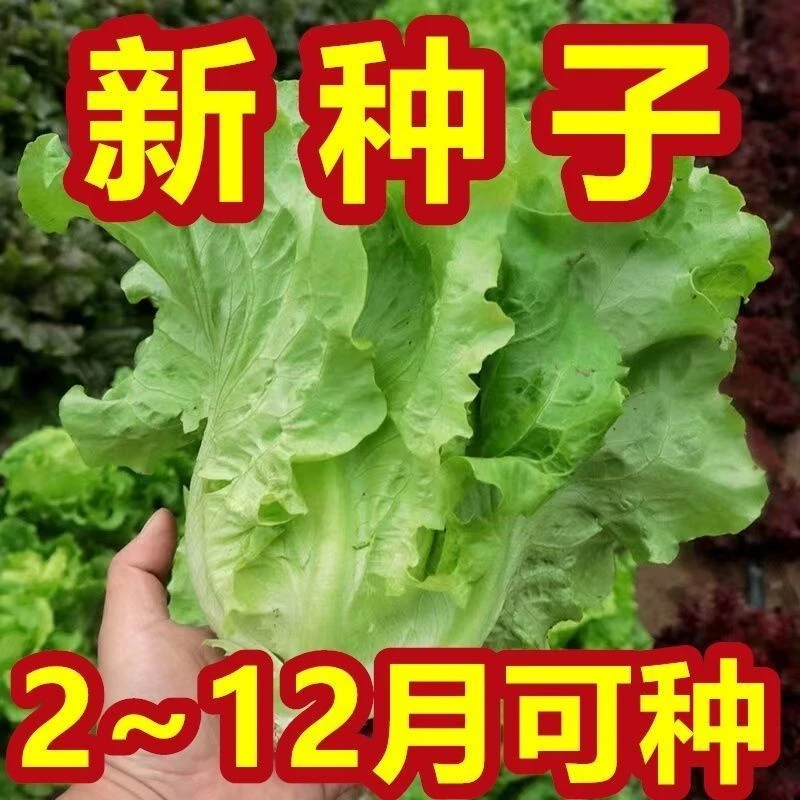 【新种子】正宗甜脆意大利生菜种子生吃生菜籽农家蔬菜种子大全
