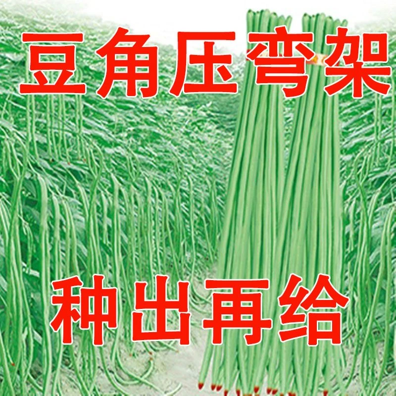 干枝梅长豆角种子无筋高产豇豆四季早熟蔬菜抗虫抗病豇豆种子大全