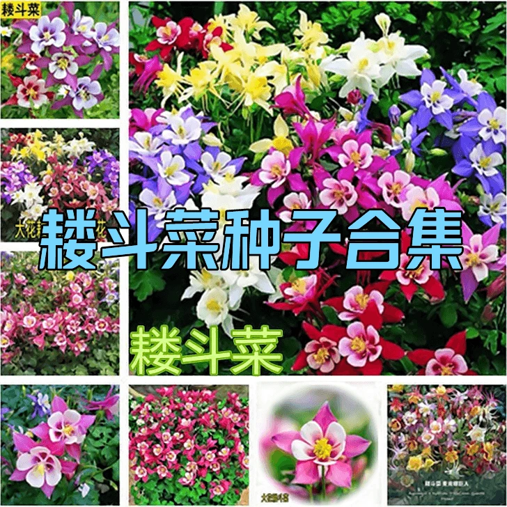 耐寒耧斗菜种子猫爪花种子懒人好种活阳台盆栽庭院绿化好打理花籽