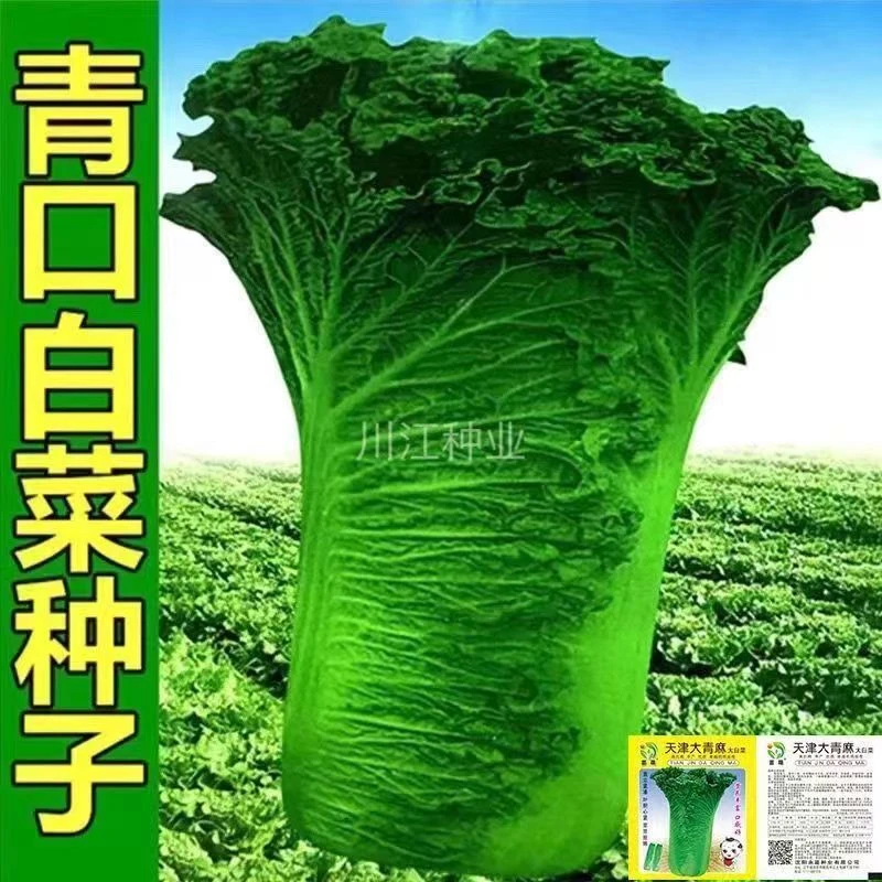 天津大青麻叶直筒形白菜种子秋季四季播大青菜大白菜蔬菜种子大全