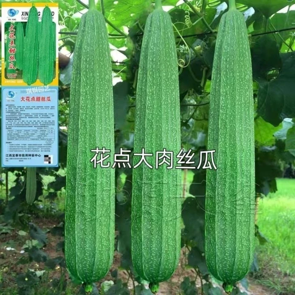 大花点长香丝瓜种子大肉棱角丝瓜种子八角丝瓜种子农家易种蔬菜种