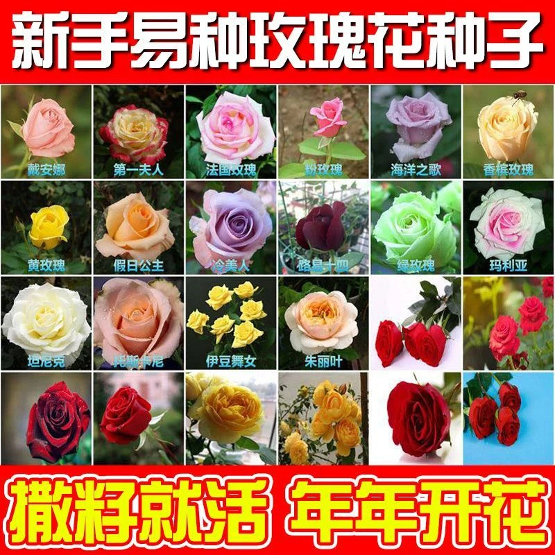 【买一送一】精选玫瑰花种子四季种子种植耐寒循环开花盆栽花种子
