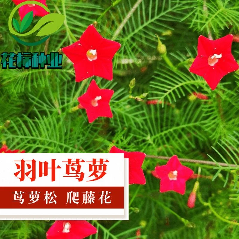 羽叶茑萝种子茑萝松盆栽花卉庭院阳台五角星花攀藤爬藤缠绕花草籽